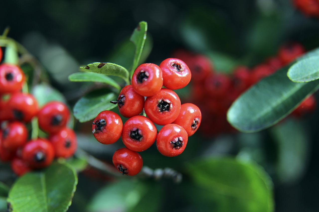 蒙古族传统 蒙古族传统